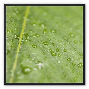 Leaf droplets 2