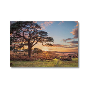 Sunset forest landscape