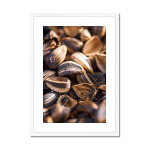 Sun Flower seeds shells