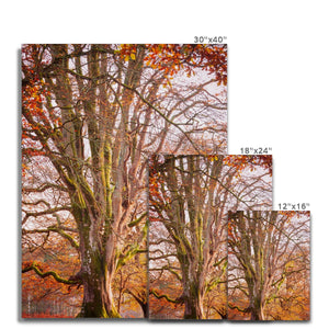 Autumn tree