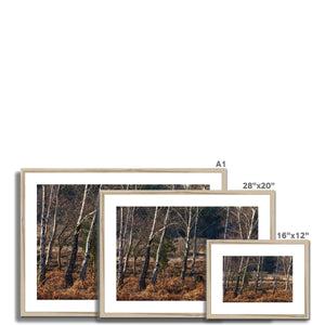 Birch light