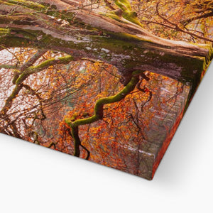 Autumn tree