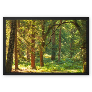 Sunlit Forest