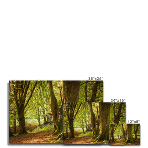 Deep Forest Aura