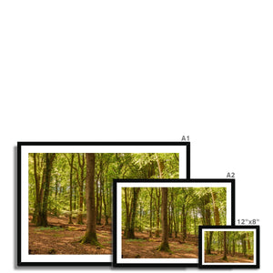 Forest scape