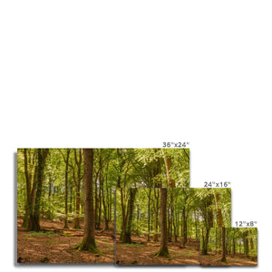 Forest scape