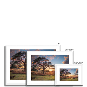 Sunset forest landscape