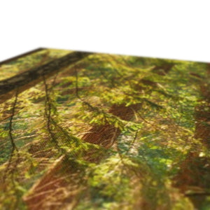 Sunlit Forest