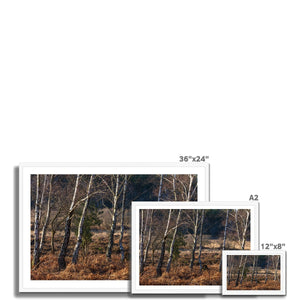 Birch light
