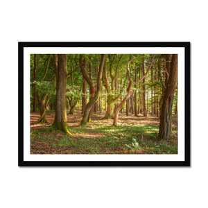 Forest Zen
