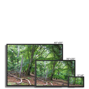 Deep forest landscape