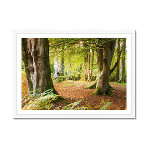 Ornamental Beeches