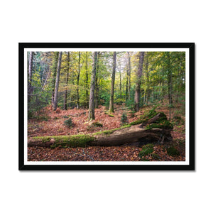 Tranquil autumn woodland