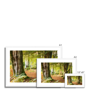 Ornamental Beeches
