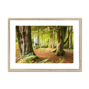 Ornamental Beeches