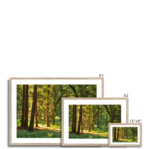 Sunlit Forest