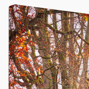 Autumn tree
