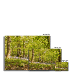 Bluebell path