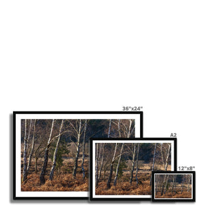 Birch light