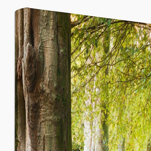 Ornamental Beeches