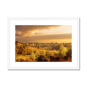 Forest view