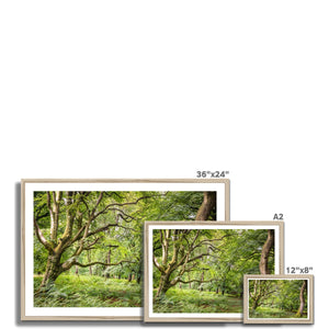 Green forest landscape