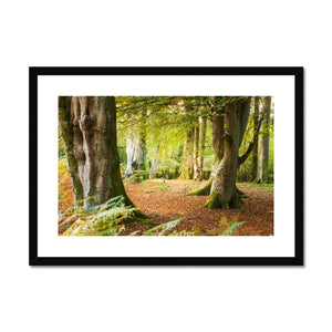 Ornamental Beeches