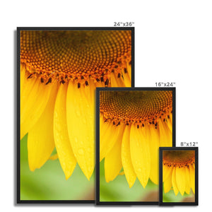 Sun Flower 4