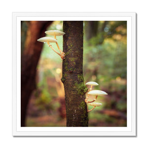 Mushroom tree
