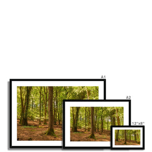 Forest scape