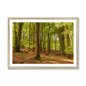 Forest scape