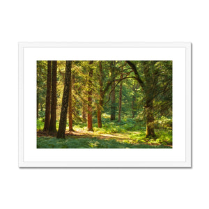 Sunlit Forest