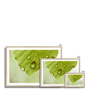 Leaf droplets 4