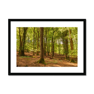 Forest scape