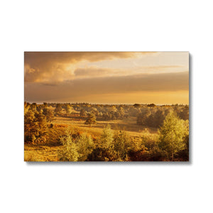 Forest view