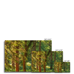 Sunlit Forest