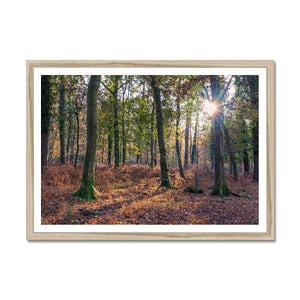 Autumn light