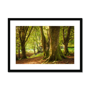 Deep Forest Aura