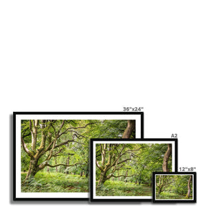 Green forest landscape
