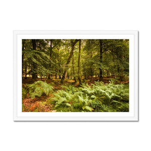 Fern view
