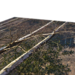 Birch light
