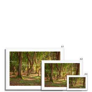 Forest Zen
