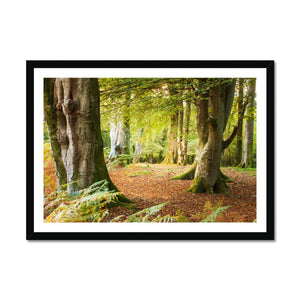 Ornamental Beeches