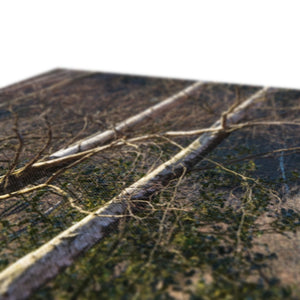 Birch light