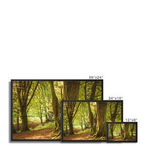 Deep Forest Aura