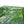 Deep forest landscape