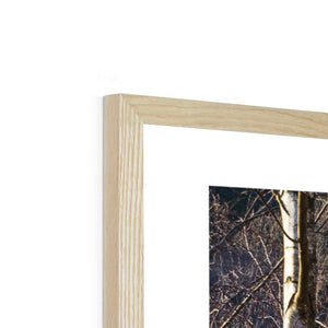 Birch light