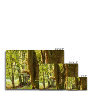 Deep Forest Aura