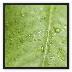 Leaf droplets