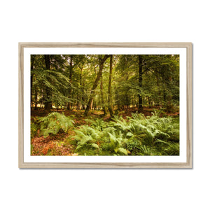 Fern view